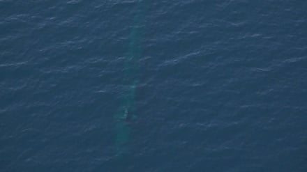 Di Tengah Manuver, Iran Deteksi Kapal Selam Penyusup 