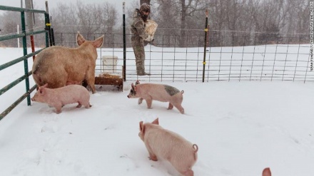 寒波襲来のアメリカで、人間のみならず動物にも被害