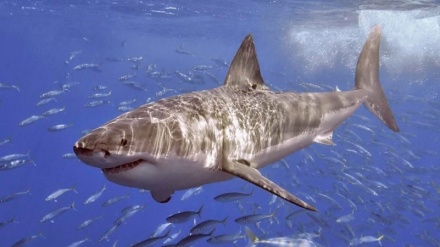 Study finds climate crisis driving great white sharks into colder waters, with devastating effect on wildlife