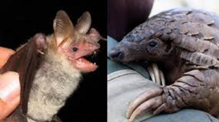 Nuova ipotesi Oms sull’origine del Covid-19: Non pipistrelli e pangolini
