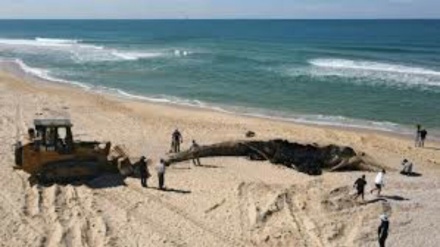 Disastro ambientale in Palestina occupata: chiusa spiagge piene di greggio + FOTO