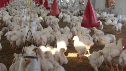 تلف شدن ۱۷۰ هزار مرغ در افغانستان 