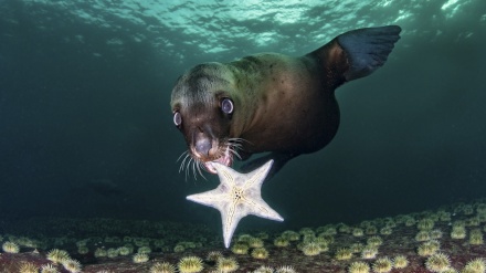 Estrarre metalli dall'Oceano