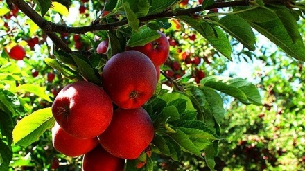 سیب بخورید تا آلزایمر نگیرید