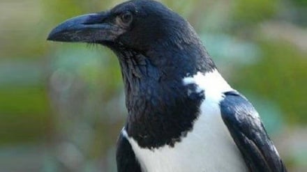 کارغه له ژوبڼ څخه تښتیدلی او د نیوله هڅه یې  روانه ده