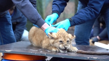 オランダでライオンの赤ちゃん3頭に予防接種 、痛みにうめく