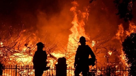 米国内で樹木3600万本以上が消滅