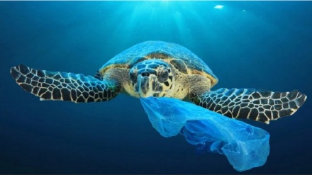 Recommendations for regional action to combat marine plastic pollution