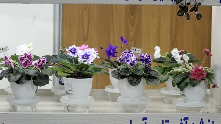  Pameran Bunga dan Tanaman di Hamedan (1)