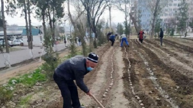 Кишти картошка дар заминҳои аз истифода беруни атрофи бемористони вилоятии Суғд