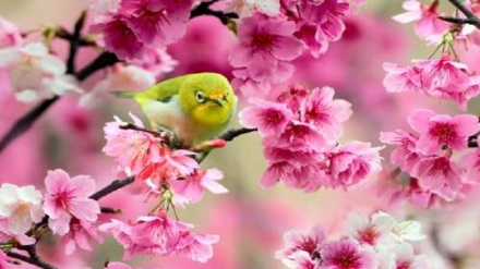 Nowruz special (8)
