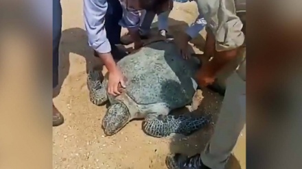 رها کردن یک لاک پشت بزرگ در خلیج فارس + فیلم 