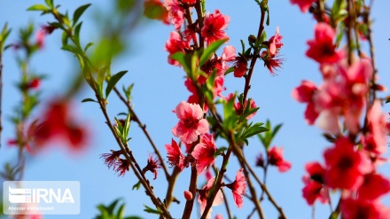 La floraison printanière