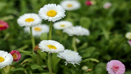 Le printemps approche à grand pas