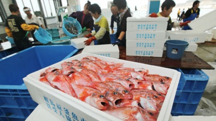 福島の魚から、２年ぶりに基準値超えの放射性物質が検出