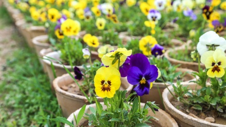 Musim Semi akan Tiba, Bibit Tanaman Bunga Siap Didistribusikan (2)   