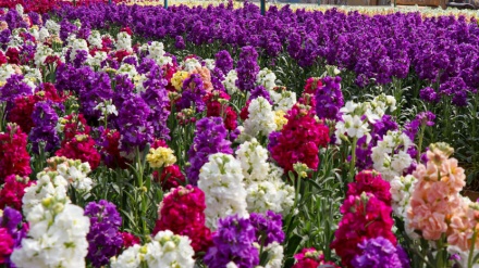 bagtyýarlyk çeşmesi