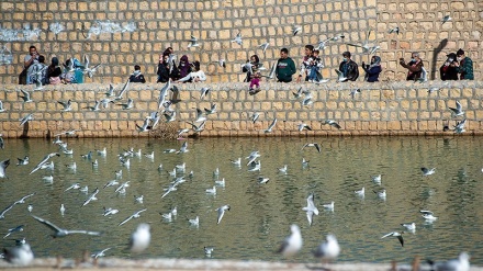 Burung Camar Migran Singgah di Nahr-e Azam Shiraz (2)