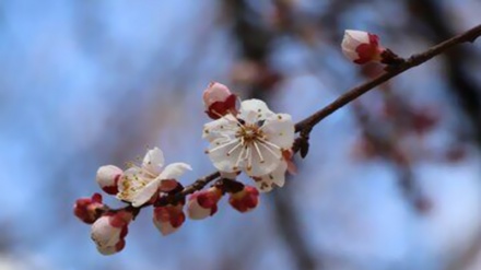 Iran: Des abricotiers en fleurs annoncent le printemps