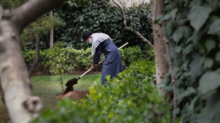 (FOTO) Iran, Ayatollah Khamenei pianta alberelli