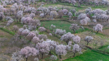 イラン・ガズウィーン市で、咲き誇るアーモンドの花が春を歓迎