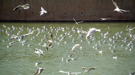Burung Camar Migran Singgah di Nahr-e Azam Shiraz (1)