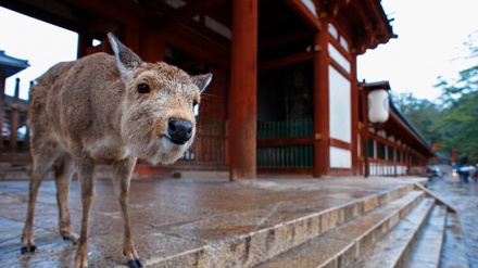 奈良公園のシカを切りつけ殺した疑いで、23歳男を逮捕