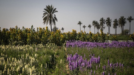 Iran : récolte de fleurs dans la ville de Hamidiyeh au sud