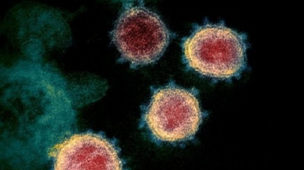 Belgio, identificata una nuova variante ‘belga’ del coronavirus