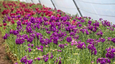 (FOTO) Festa Primavera in Iran: semi di fiori e piante per Nowruz - 1