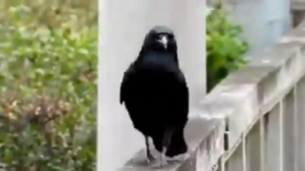 日本で注目を集めた、カラスの面白い歩き方動画　撮影者は億万長者に