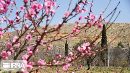 Les premiers sourires du printemps dans les jardins de Shiraz
