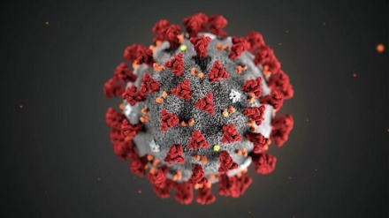 Хитойда кўршапалакларнинг биоматериалида SARS-CoV-2 вируси аниқланди