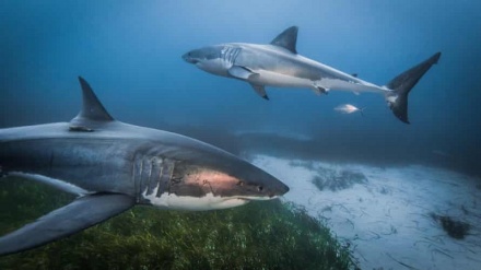 Study finds sharks can help marine ecosystems survive effects of climate change 