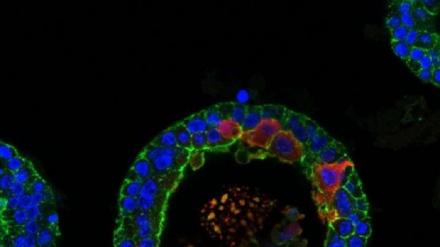Primo 'pianto' in provetta da ghiandole lacrimali coltivate