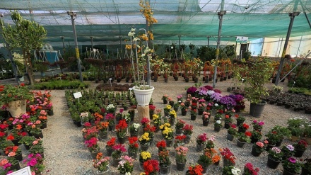 Nowruz Makin Dekat, Tanaman Bunga di Isfahan Siap Dijual (2)