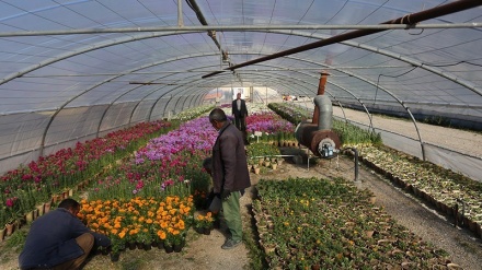 Nowruz Makin Dekat, Tanaman Bunga di Isfahan Siap Dijual (1)