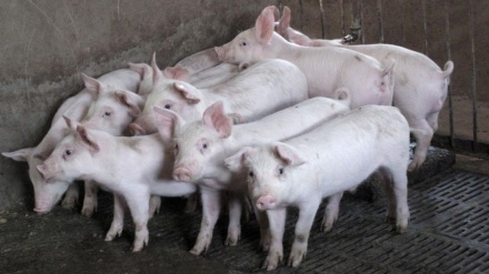 中国境内爆发非洲猪瘟