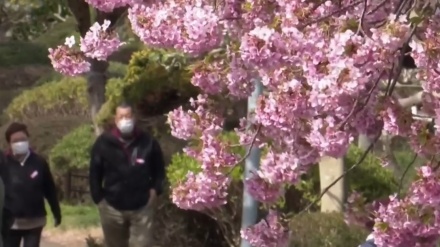 静岡・河津で、一足早く桜咲く