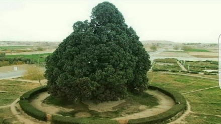 Iran da vedere: il cipresso di Abarkuh + FOTO