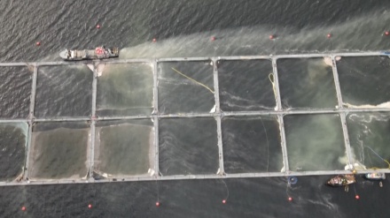 チリで、有害藻類の増殖によりサケが大量死、被害は4200トン