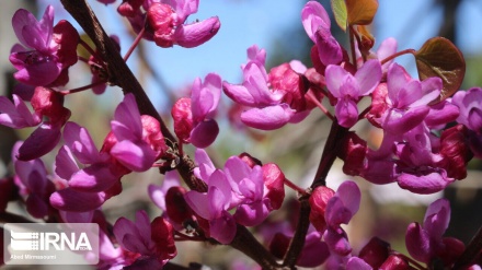 Iran : un printemps aux couleurs poétiques du pourpre à Semnan au centre