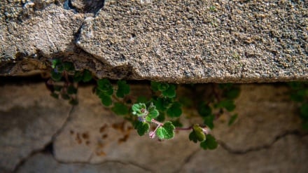 (FOTO) Germogliare dal cuore delle pietre