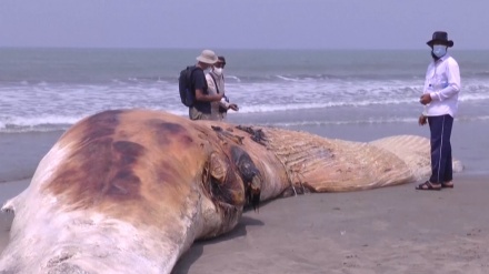 バングラデシュ沿岸に、座礁したクジラの遺体が漂着