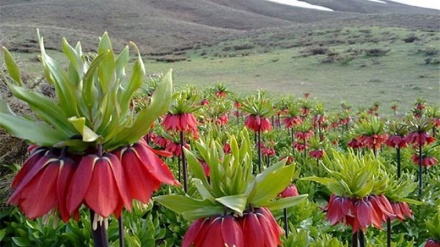 乌尔米亚山脚下的郁金香之美