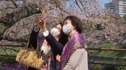 大阪の桜；花見を楽しむ人々