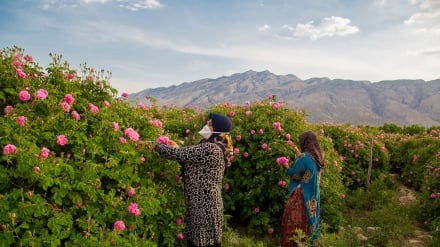 Raccolta e distillazione delle profumatissime 'rose mohammadi' 