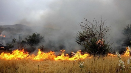 Incendio doloso vicino a Betlemme: coloni sionisti danno fuoco a ulivi