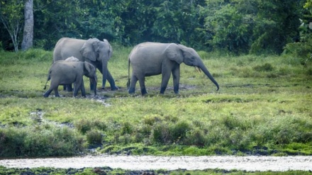 97% of Earth's land no longer ecologically intact, study finds