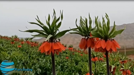 Keindahan Tulip Terbalik di Iran